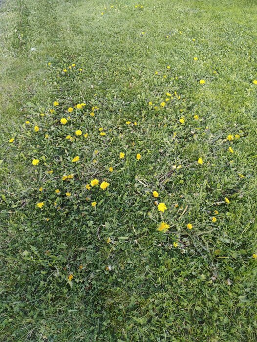 Gräsmatta med gula maskrosor, delvis klippt av robotgräsklippare under sommar, friskt grönt gräs.