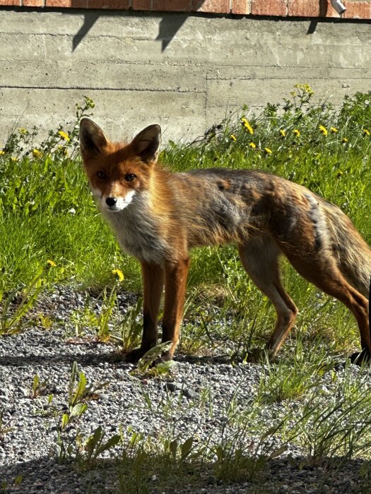 Räv som står på en grusgång framför en betongvägg, omgiven av grönt gräs och gula blommor, i dagsljus.