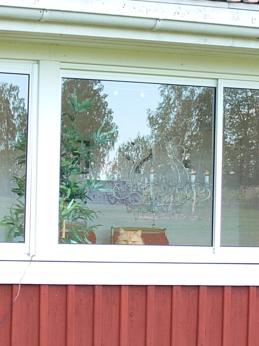 Katt sitter i fönster och ser ut mot trädgården, bakom en glasruta med inomhusdekorationer.