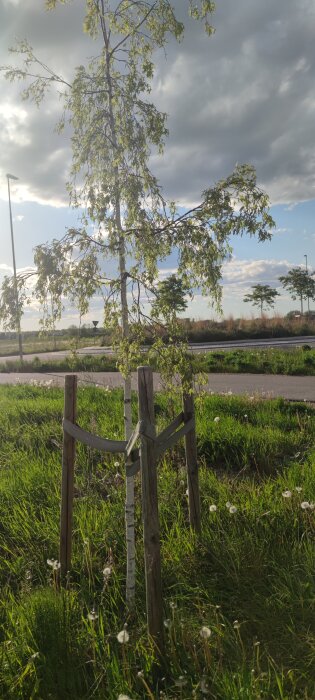 Ungt träd stött med trästolpar vid en vägkant, omgiven av gräs och maskrosor under en mulen himmel.