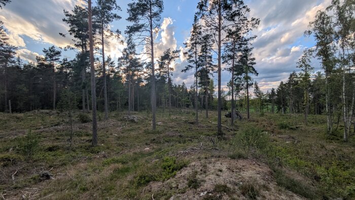 Tallskog i solnedgång, med glesa träd och en klar himmel, lätt molnig i bakgrunden. Låg vegetation och klippor syns på marken.
