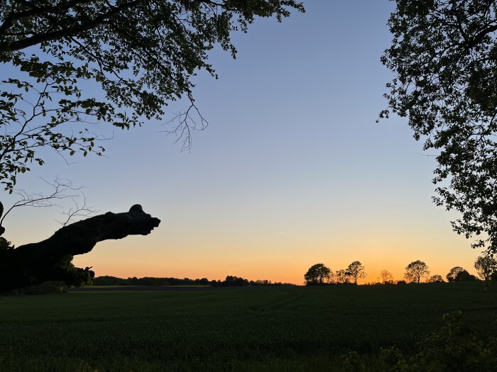 Solnedgång över ett fält med silhuetter av träd och en trädgren i förgrunden, fotograferad på kvällen.