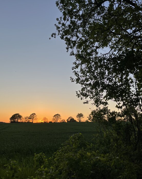 Solnedgång över grönskande fält med träd i silhuett och klar himmel, fotograferad genom grönskande buskar.