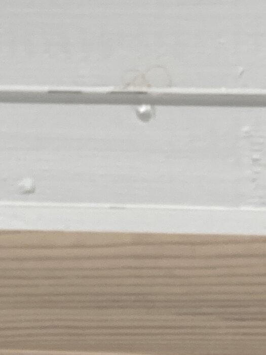 Kondensdroppe synlig på vitmålad träpanel i uterummets innertak.