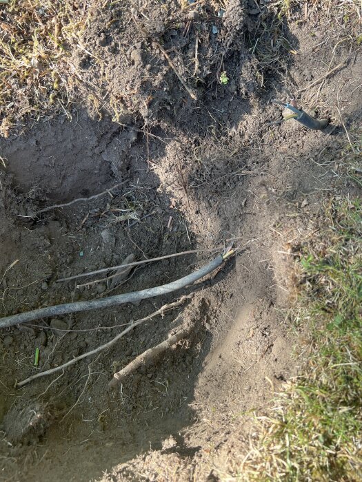 Elkabel avskuren nära markytan vid grävning i trädgård, exponerade koppartrådar synliga i jorden.