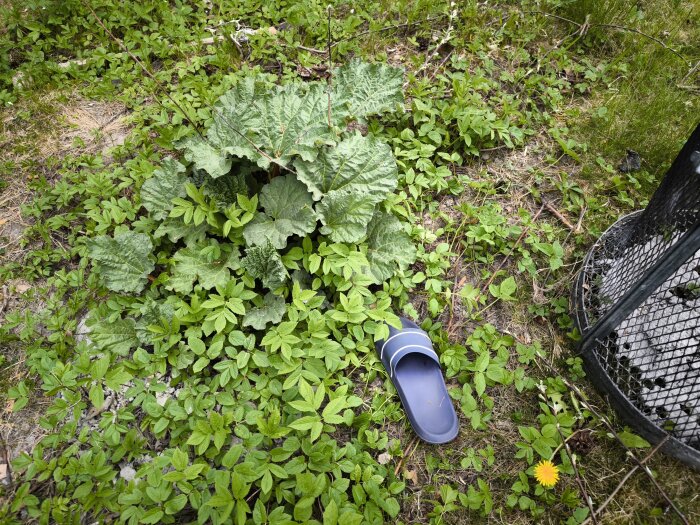 Grön växt med stora blad i trädgård, omgiven av mindre växter och en blå sandal på marken, bredvid en metallkorg.