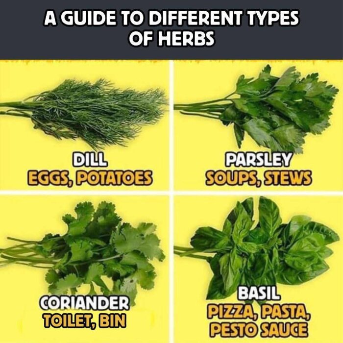 Guide till örter: dill för ägg och potatis, persilja för soppor och grytor, koriander för toalett och sopor, basilika för pizza, pasta, pestosås.