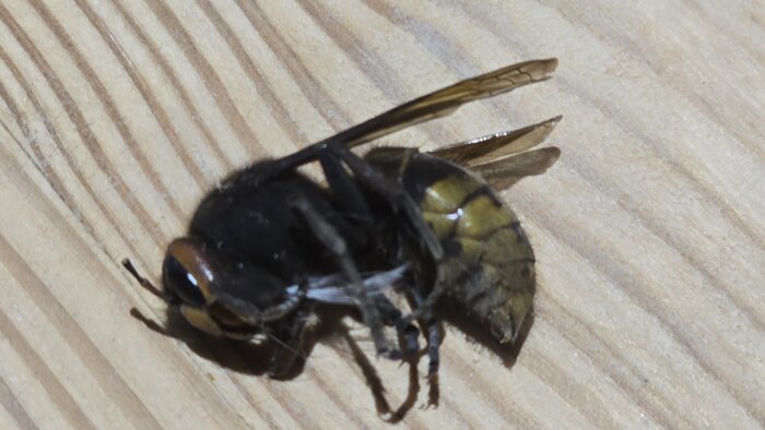 Död bålgeting liggandes på träyta, troligen efter att ha försökt ta sig genom sotig skorsten, enligt diskussionsinlägg.