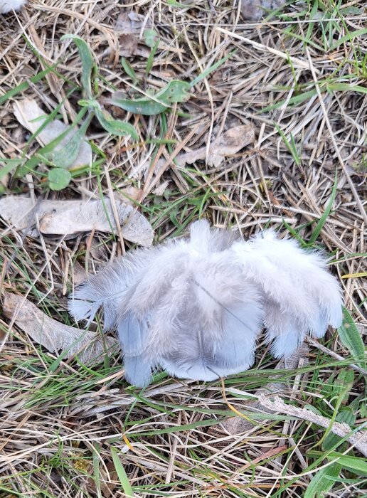 Gråvita fjädrar ligger i gräset vid en tomtgräns, troligen från en duva.