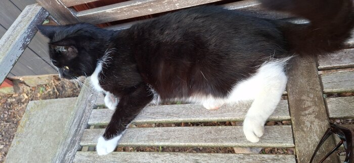 Svart och vit katt ligger på en träbänk.