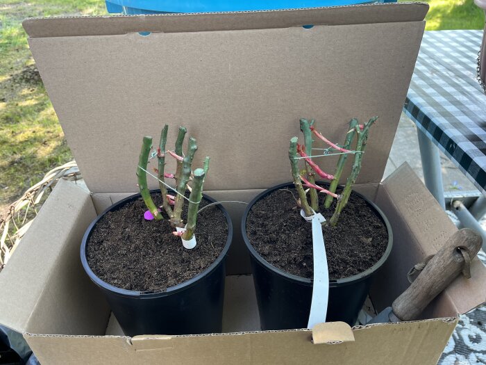 Kruka med två barrotade rosor i en kartong, redo att planteras i trädgården. En handspade syns i bild.