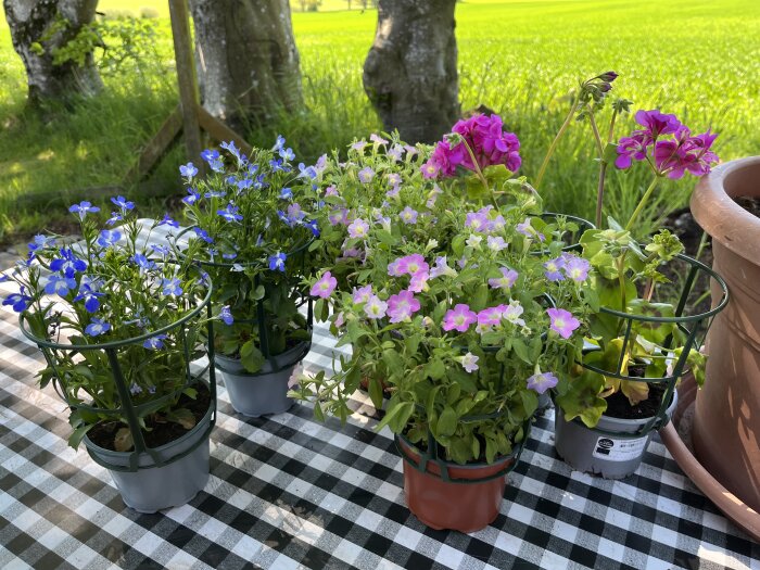 Blomkrukor med blå, rosa och lila blommor på en rutigt dukad bänk i trädgården, gröna fält i bakgrunden.