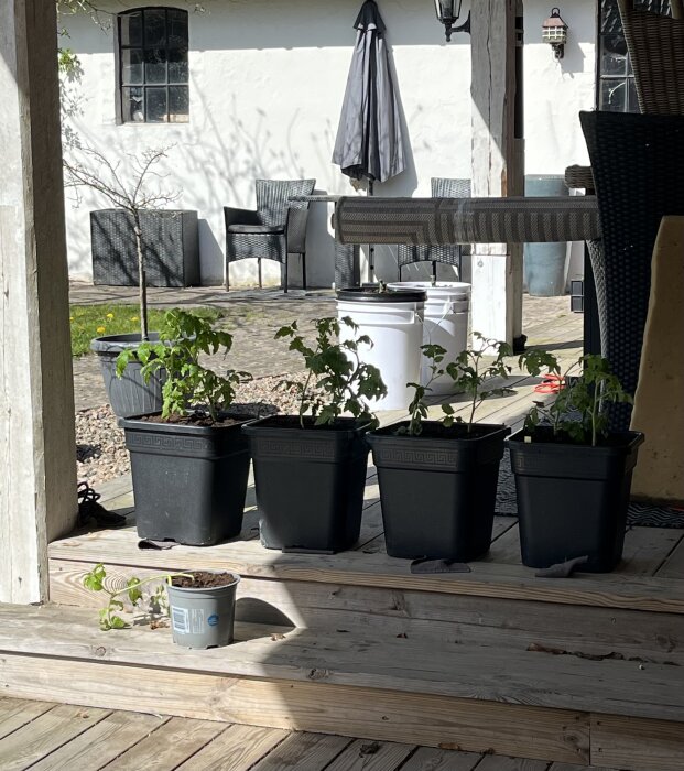 Krukor med unga tomatplantor står på en trätrappa bredvid en uteplats med stolar, på en solig dag.