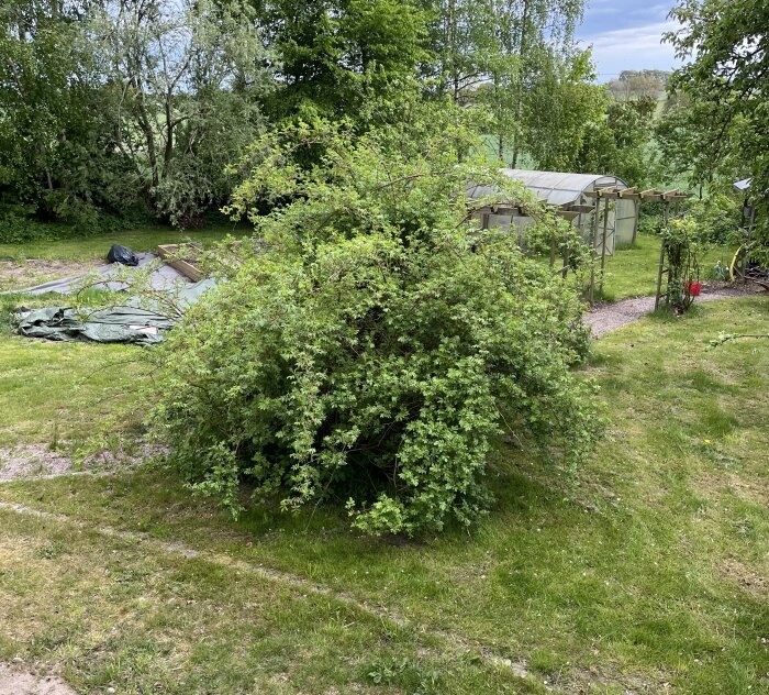 Stor frodig buske i en trädgård med grönskande gräsmatta och omgivande träd, ett växthus syns i bakgrunden.