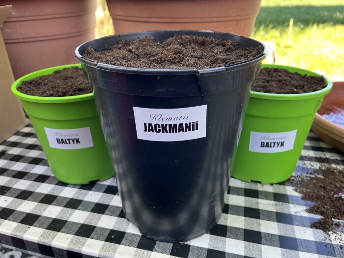 Tre planteringskrukor med jord på ett rutigt bord. Krukorna är märkta med "Klematis Jackmanii" och "Klematis Baltyk".