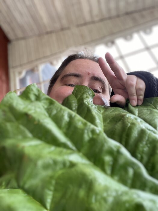 Man håller ett stort rabarberblad framför ansiktet, synligt bakom bladet med en hand som ger ett fredstecken.