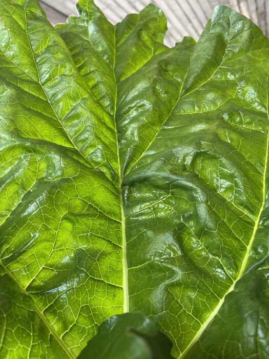 Stort grönt rabarberblad med tydliga ådringar, fotograferat i närbild utomhus.