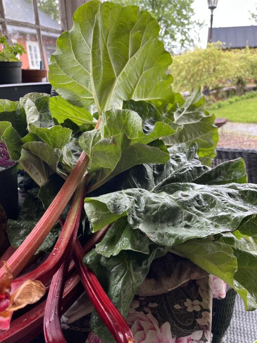 Nyplockade rabarber med stora gröna blad och röda stjälkar ligger på ett bord i trädgården.