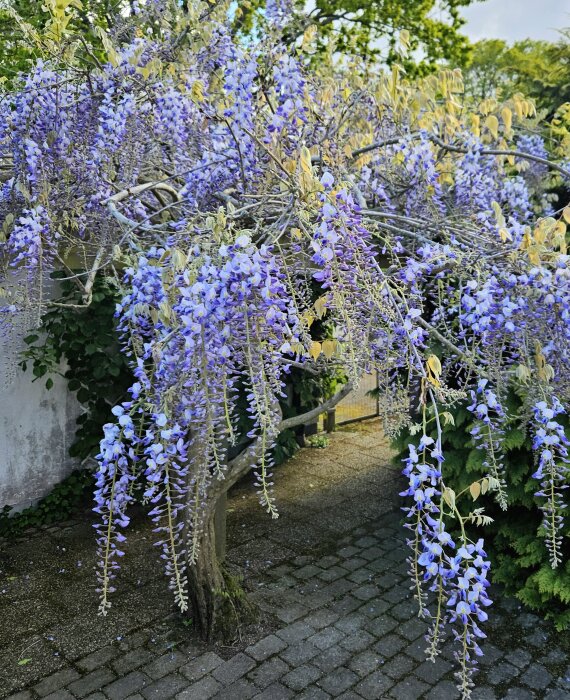 Pergola med rikligt blommande blåregn, lila blommor hänger ner från grenarna mot en stenlagd gång.