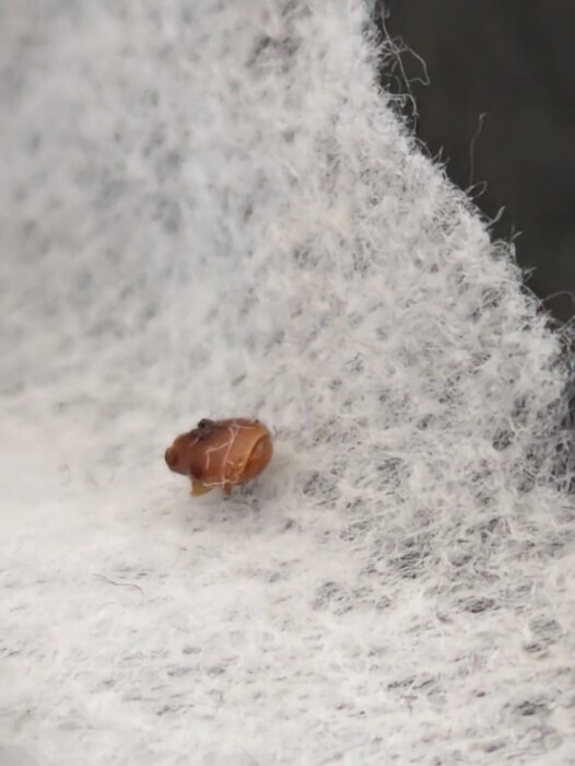 En brun insekt på en vit våtservett, kanske en vägglus, som hittats under städning.