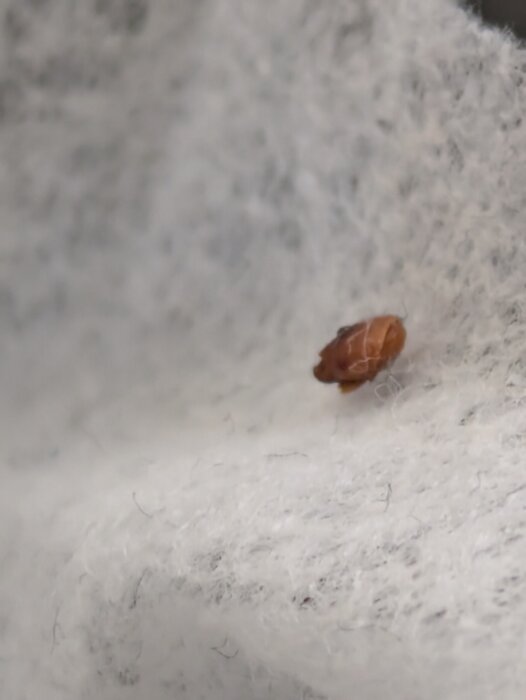 Brun insekt tagen upp med nästan torr våtservett på vit bakgrund.