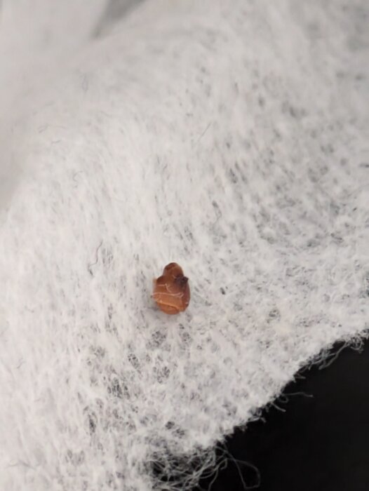 Små brunt föremål på en vit våtservett, nära fotograferat.