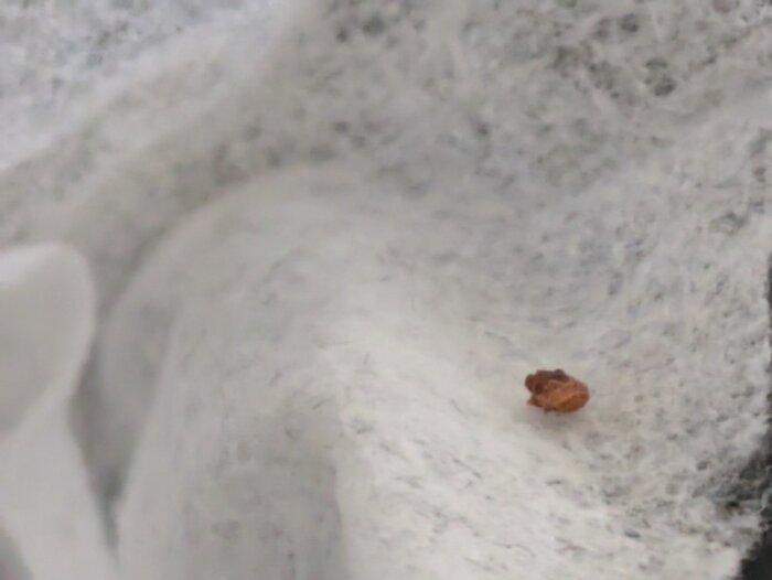 En liten brun insekt ligger på en vit, nästan torr våtservett.