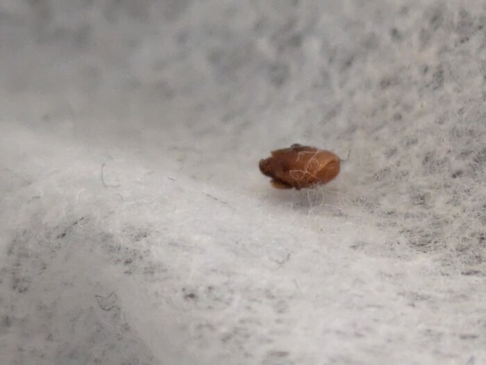 Brun skalbaggeliknande insekt på vit yta, troligen upptagen med våtservett.
