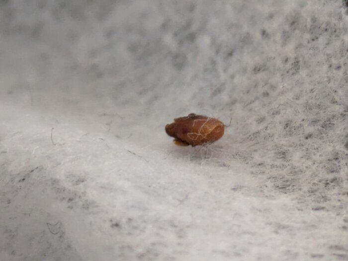 Brunt litet föremål på vit yta, delvis omslutet av damm eller fibrer.