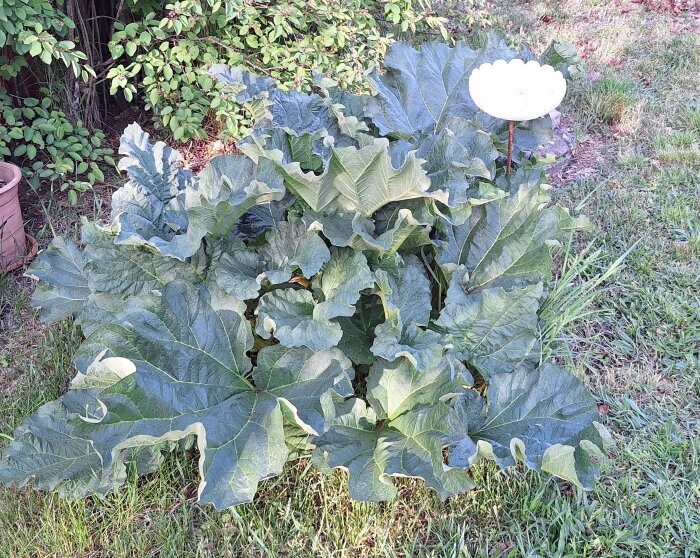 Stor rabarberplanta med överdimensionerade blad i trädgården, omgiven av gräs och buskar. Ett vitt dekorationselement syns i bakgrunden.