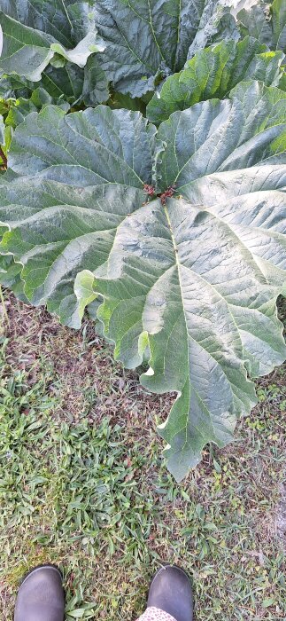 Stort rabarberblad i trädgården, jämfört med storleken på ett dasslock och stövlar synliga i nedre delen av bilden.