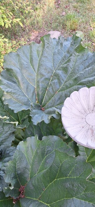 Stora rabarberblad i en trädgård, med ett fågelbad format som en blomma bredvid bladen.