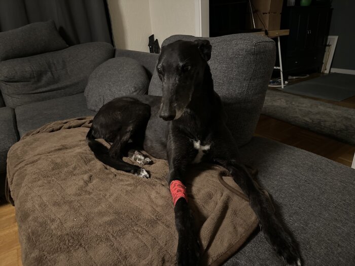 Hund ligger på en grå soffa med ett rött bandage på benet, inomhusmiljö.