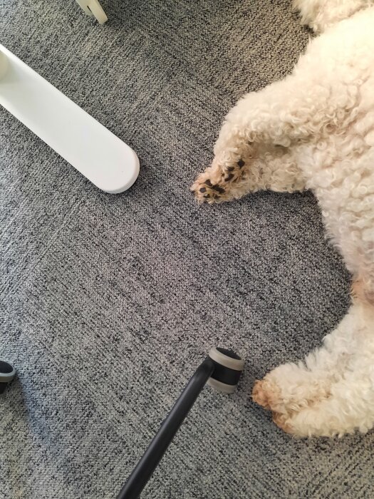 Hundens fluffiga tassar på en grå matta bredvid benen på en kontorsstol.