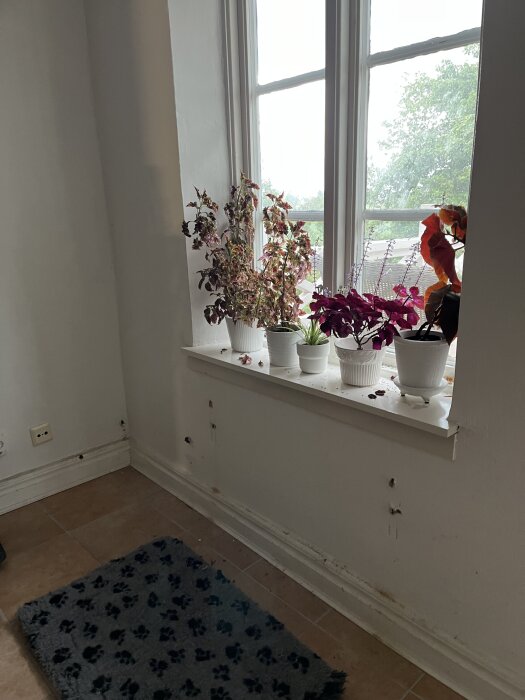 Fönsterbräda med blommor i krukor framför ett stort fönster, vägg med gamla plugghål och ett mönstrat golv vid sidan.
