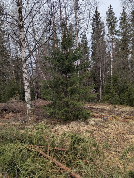 Skogsdunge med träd och fällda grenar på marken, möjligen resultat av användning av multifunktionsverktyg eller trimmer.