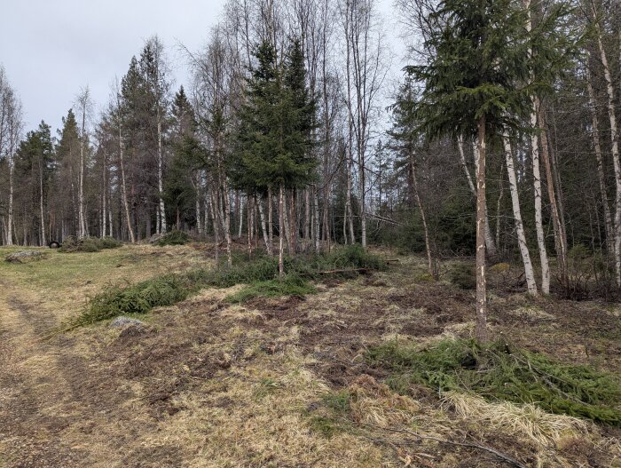 En skogsglänta med gräs och fallna granar, omgiven av björkar och barrträd.