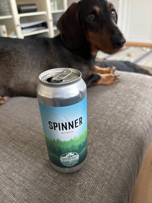 Burk med "Spinner Witbier" öl av märket Common Roots, står på en soffa med en hund som bakgrund.