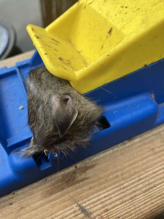 Huvudet av en råtta fast i en råttfälla, med det övriga kroppen uppäten, i en gul och blå fälla på ett träunderlag.