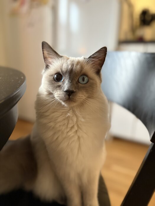 Katt med ljus päls och olikfärgade ögon sitter inomhus på en stol, ser in i kameran.