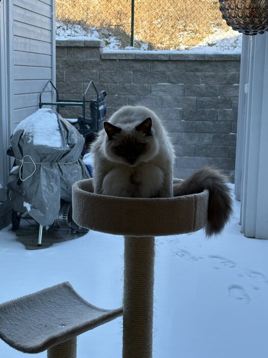 En katt sitter i en kattmöbel framför ett fönster med snö utanför.