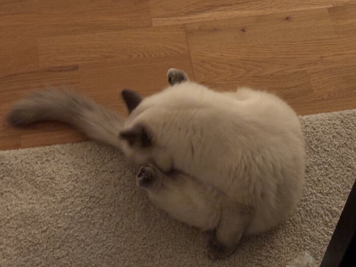En vit katt tvättar sig själv på en matta, böjd i en lustig position.
