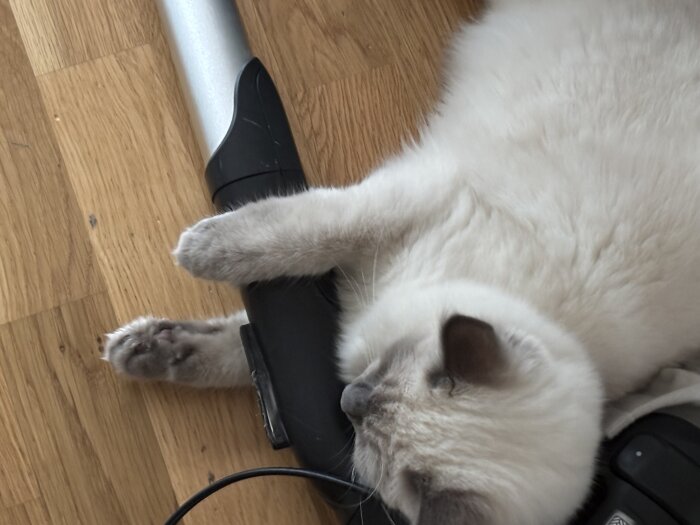 En katt ligger och håller fast en dammsugarslang på ett trägolv.