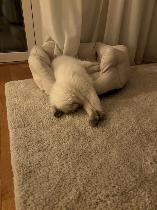 En vit katt sover upp och ner i sin säng på en mattan, med gardiner i bakgrunden.