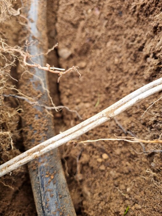 Kabel i marken bland jord och rötter, osäker användning.