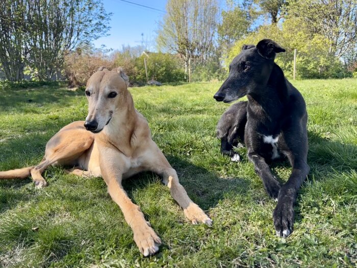 Två vinthundar ligger avslappnat tillsammans på en grön gräsmatta i en trädgård, omgivna av träd och buskar under klarblå himmel.