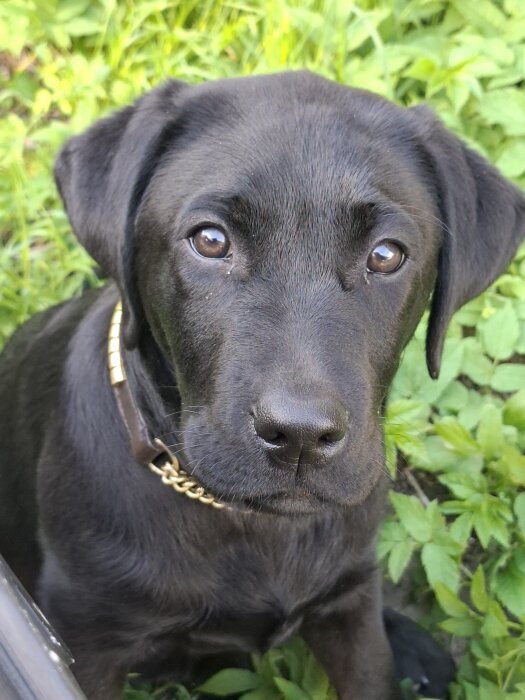 Svart valp med brunt halsband sitter i grönt gräs.