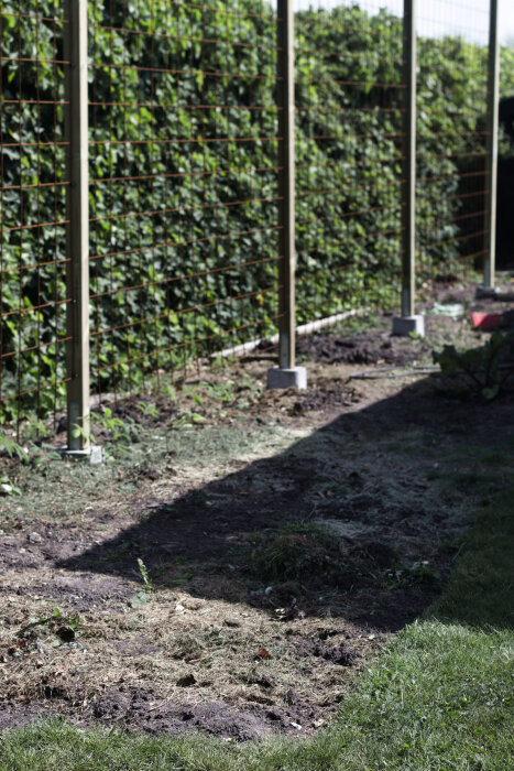 Spaljé med armeringsnät mot grönska i en trädgård, del av ett odlingsprojekt med jordförberedelse synlig på marken.