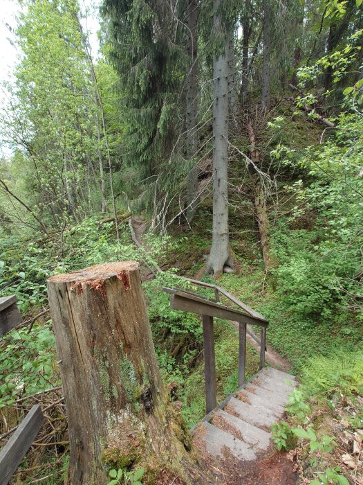 Trätrappa leder ner genom en grön skog, bredvid en stor trädstubbe.