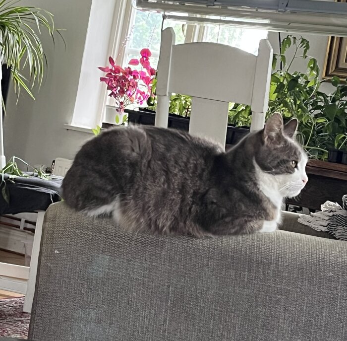 Gråvit katt ligger på en soffa och tittar ut genom ett fönster; krukväxter i bakgrunden.